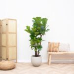Ficus Lyrata vertakt XL - 200cm - ø32 - Afbeelding 2