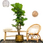 Ficus Lyrata vertakt XL - 200cm - ø32 - Afbeelding 3