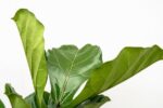 Ficus Lyrata vertakt XL - 200cm - ø32 - Afbeelding 6