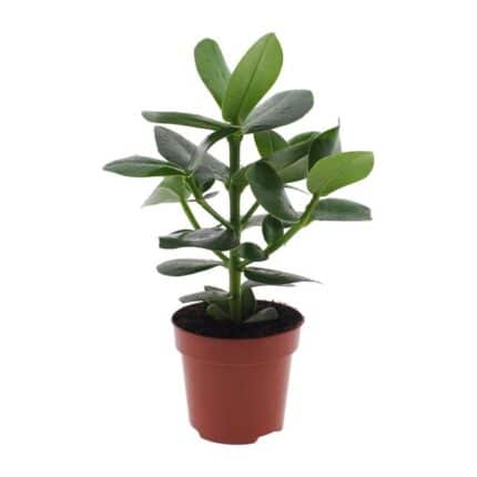 Clusia Rosea Princess - Ø12 - ↨15cm
