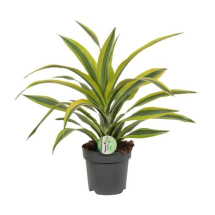 Dracaena Fragrans Lemon Lime Ø17cm - ↕40cm