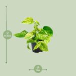 Epipremnum Marble Queen - Ø12 - ↨15cm - Afbeelding 2
