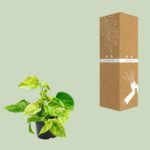 Epipremnum Marble Queen - Ø12 - ↨15cm - Afbeelding 3