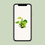 Epipremnum Marble Queen - Ø12 - ↨15cm - Afbeelding 4