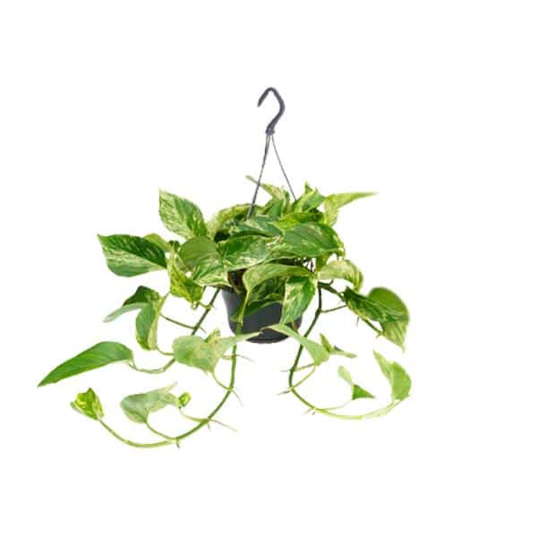 thumbnail_600-9760 Epipremnum Marble Queen - Ø15 - ↨25cm - Afbeelding 1