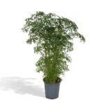 Polyscias Fruticosa - Aralia - 75cm - Ø21