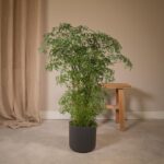 Polyscias Fruticosa - Aralia - 75cm - Ø21 - Afbeelding 2