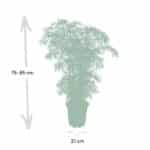 Polyscias Fruticosa - Aralia - 75cm - Ø21 - Afbeelding 4