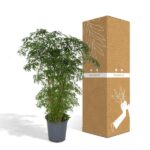 Polyscias Fruticosa - Aralia - 75cm - Ø21 - Afbeelding 5