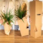 Polyscias Fruticosa - Aralia - 75cm - Ø21 - Afbeelding 6