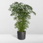 Polyscias Fruticosa - Aralia - 75cm - Ø21 - Afbeelding 8