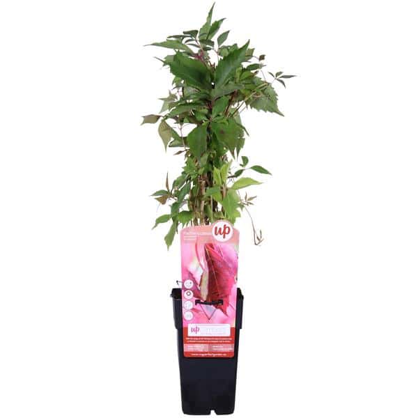 thumbnail_600-16 Parthenocissus q. var. 'Engelmannii' - ↨65cm - Ø15 - Afbeelding 1