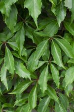 Parthenocissus q. var. 'Engelmannii' - ↨65cm - Ø15 - Afbeelding 3