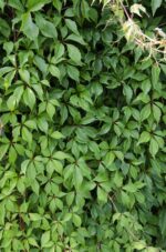 Parthenocissus q. var. 'Engelmannii' - ↨65cm - Ø15 - Afbeelding 4