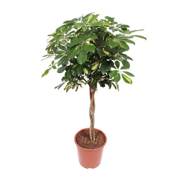 thumbnail_600-248 Schefflera Gold Capella - Ø27cm - ↕120cm - Afbeelding 1
