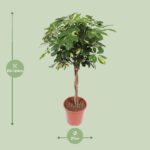 Schefflera Gold Capella - Ø27cm - ↕120cm - Afbeelding 2