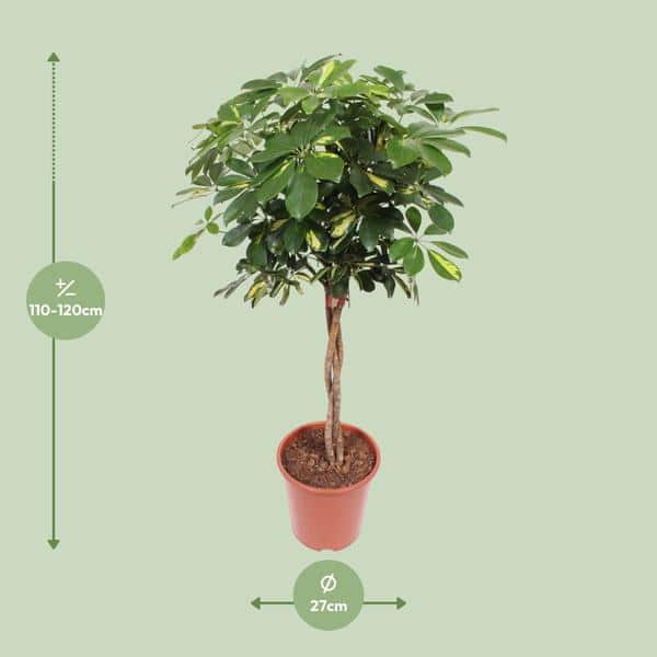 thumbnail_600-249 Schefflera Gold Capella - Ø27cm - ↕120cm - Afbeelding 2