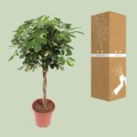Schefflera Gold Capella - Ø27cm - ↕120cm - Afbeelding 3