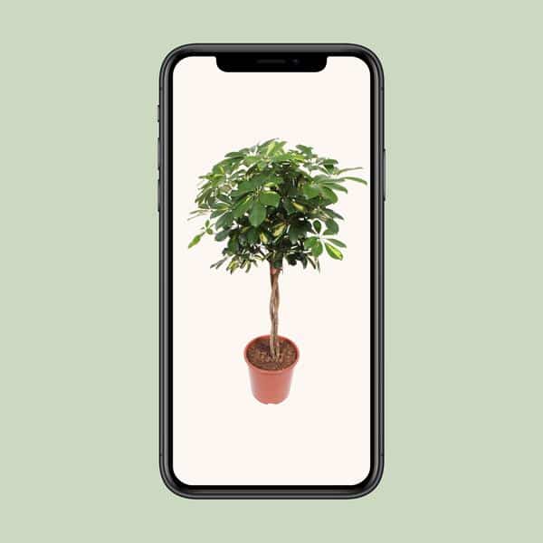 thumbnail_600-251 Schefflera Gold Capella - Ø27cm - ↕120cm - Afbeelding 4