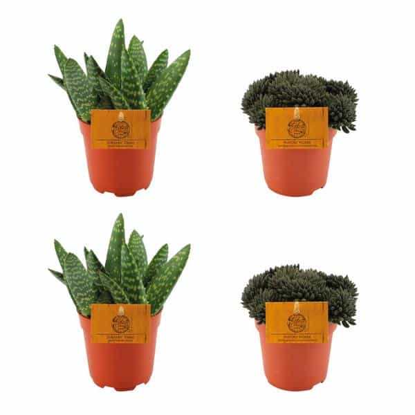 thumbnail_600-323 2x Aloe Paradisicum + 2x Sinocrassula Yunnanensis - 4 stuks - Ø10.5cm - ↕10cm - Afbeelding 1