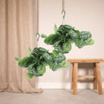 2x Scindapsus Pictus Trebie - Epipremnum - 25cm - ø15 - Afbeelding 2